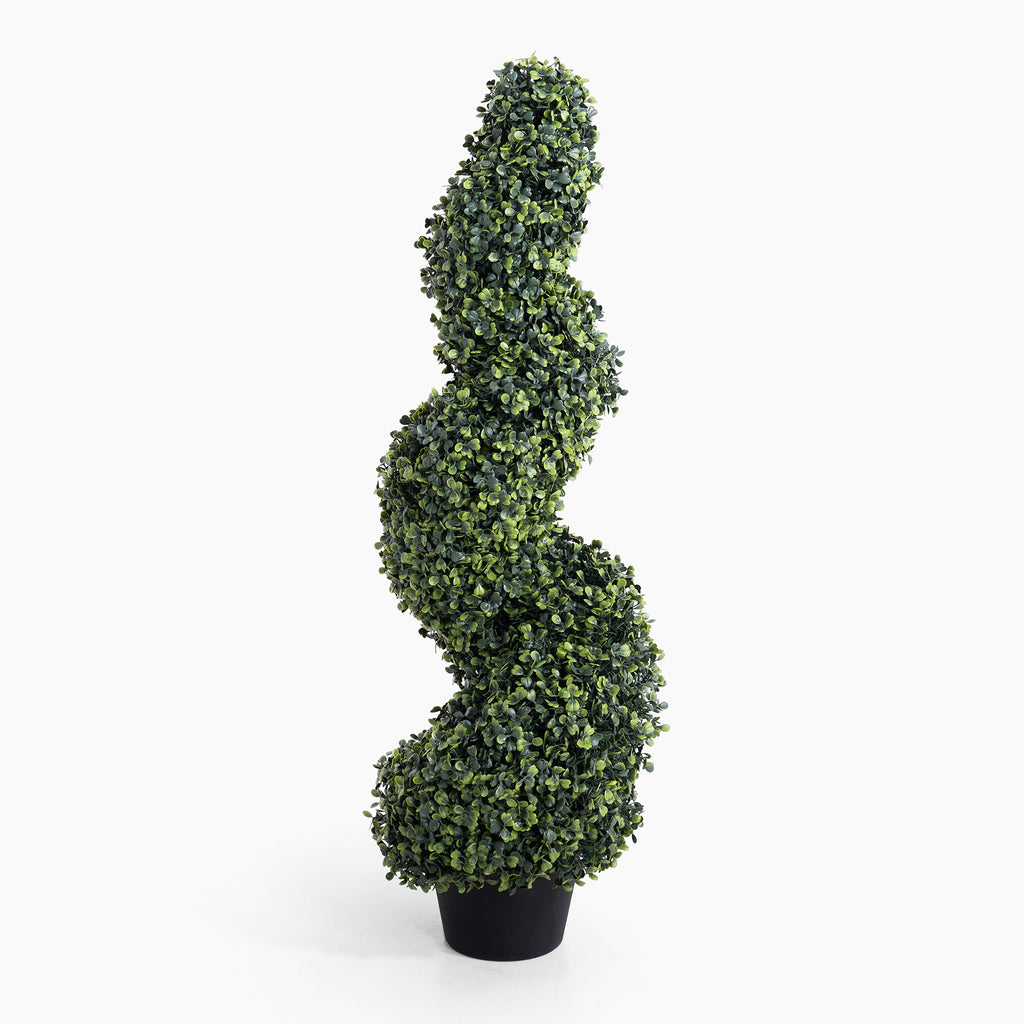 Boxwood spiral