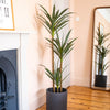 Potted agave tree on a wooden floor with a mirror reflecting the plant, against a peach wall.