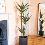 Potted agave tree on a wooden floor with a mirror reflecting the plant, against a peach wall.