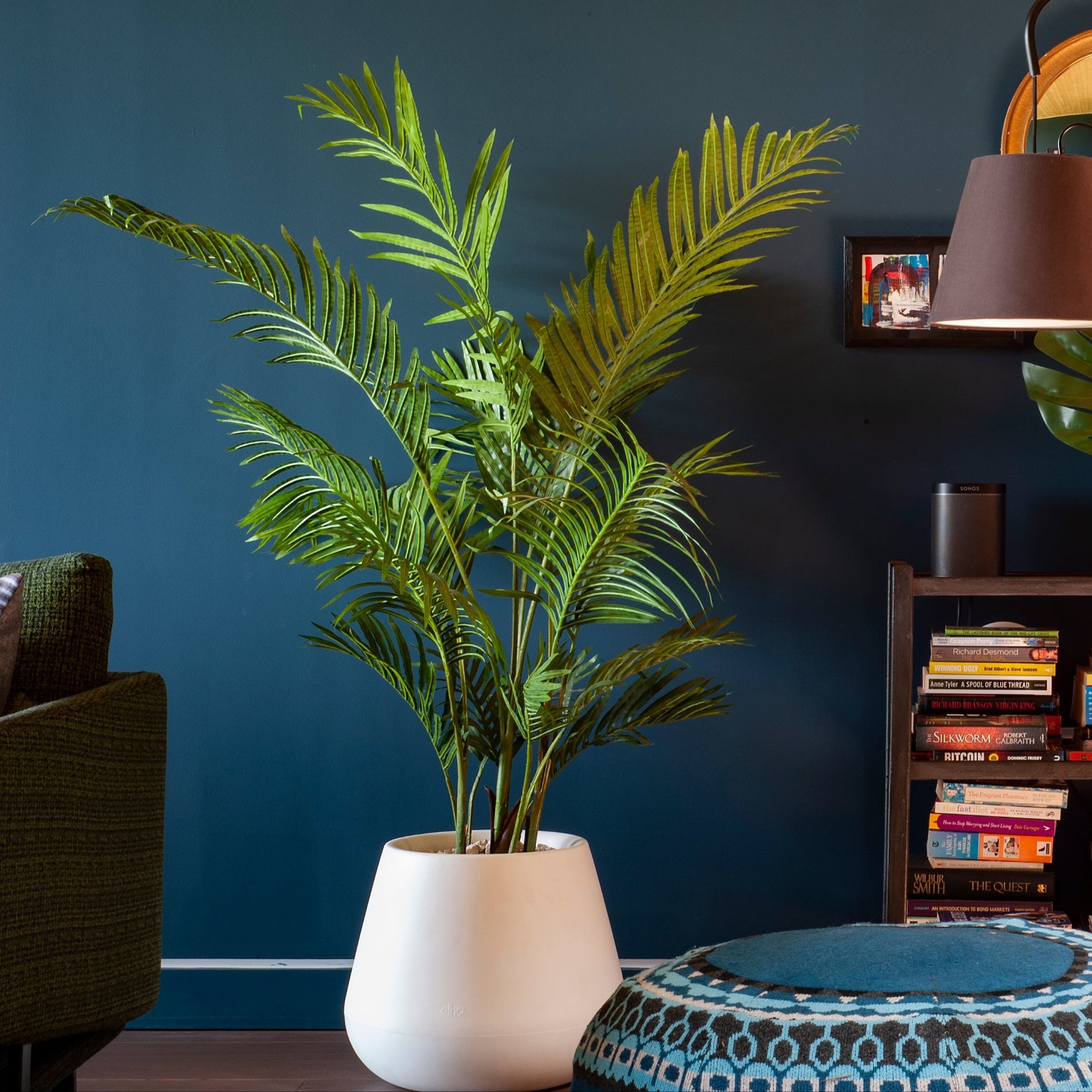 Living room with a plant, bookshelf, and decorative mirrors on a dark blue wall.