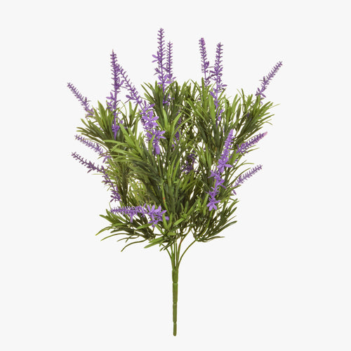 English lavender