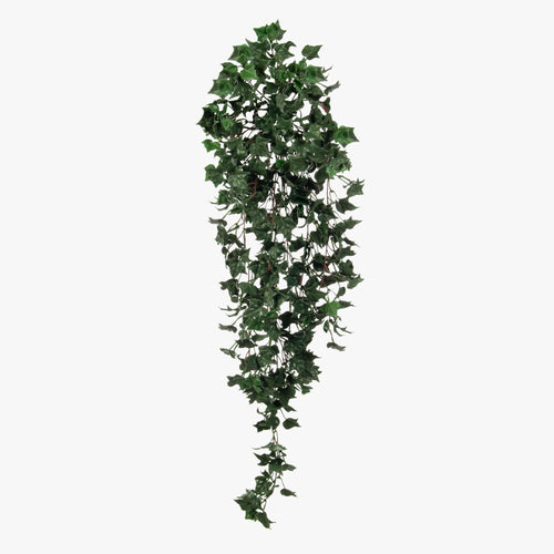 English ivy (12 pack)