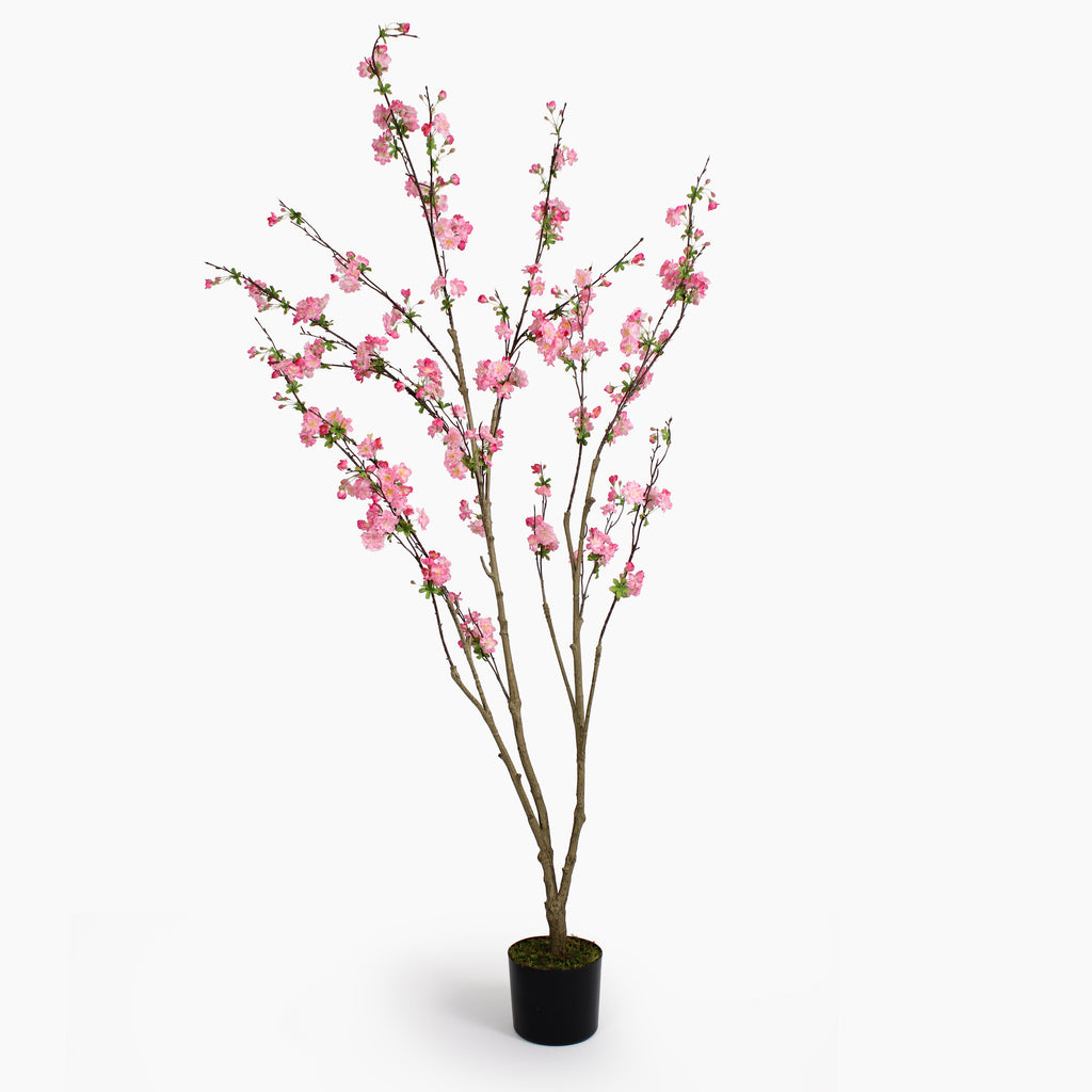 Blossom tree