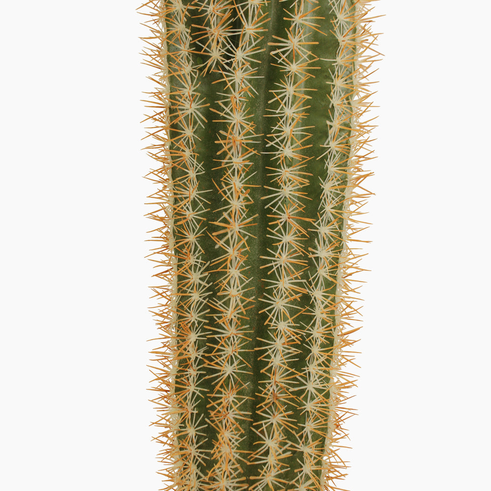 Mexican giant cactus