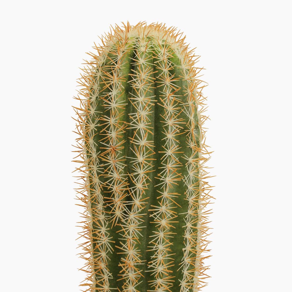 Mexican giant cactus