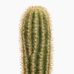 Mexican giant cactus