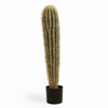 Mexican giant cactus