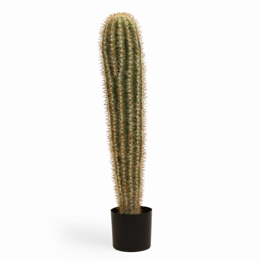 Mexican giant cactus