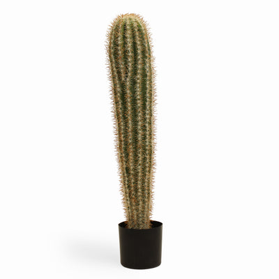 Mexican giant cactus