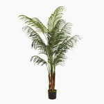 Potted palm plant on a white background