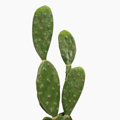 Prickly pear cactus
