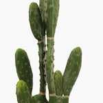 Prickly pear cactus
