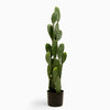 Prickly pear cactus