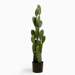 Prickly pear cactus