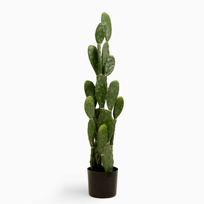 Prickly pear cactus