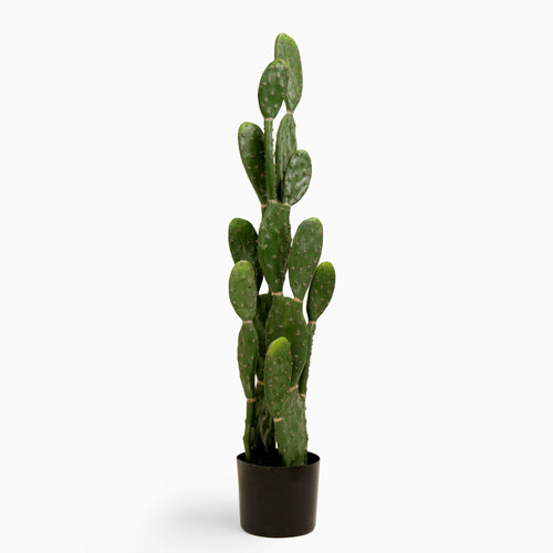 Prickly pear cactus