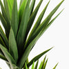 Spineless yucca