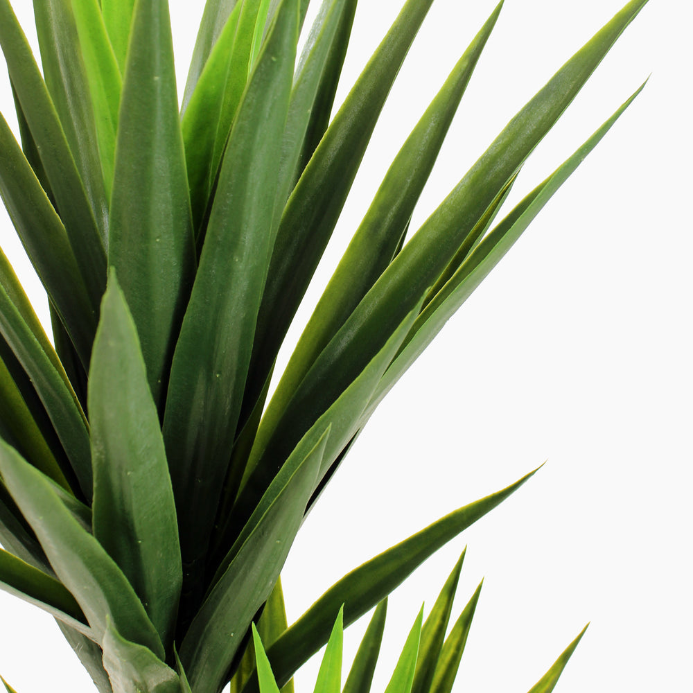 Spineless yucca