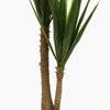 Spineless yucca