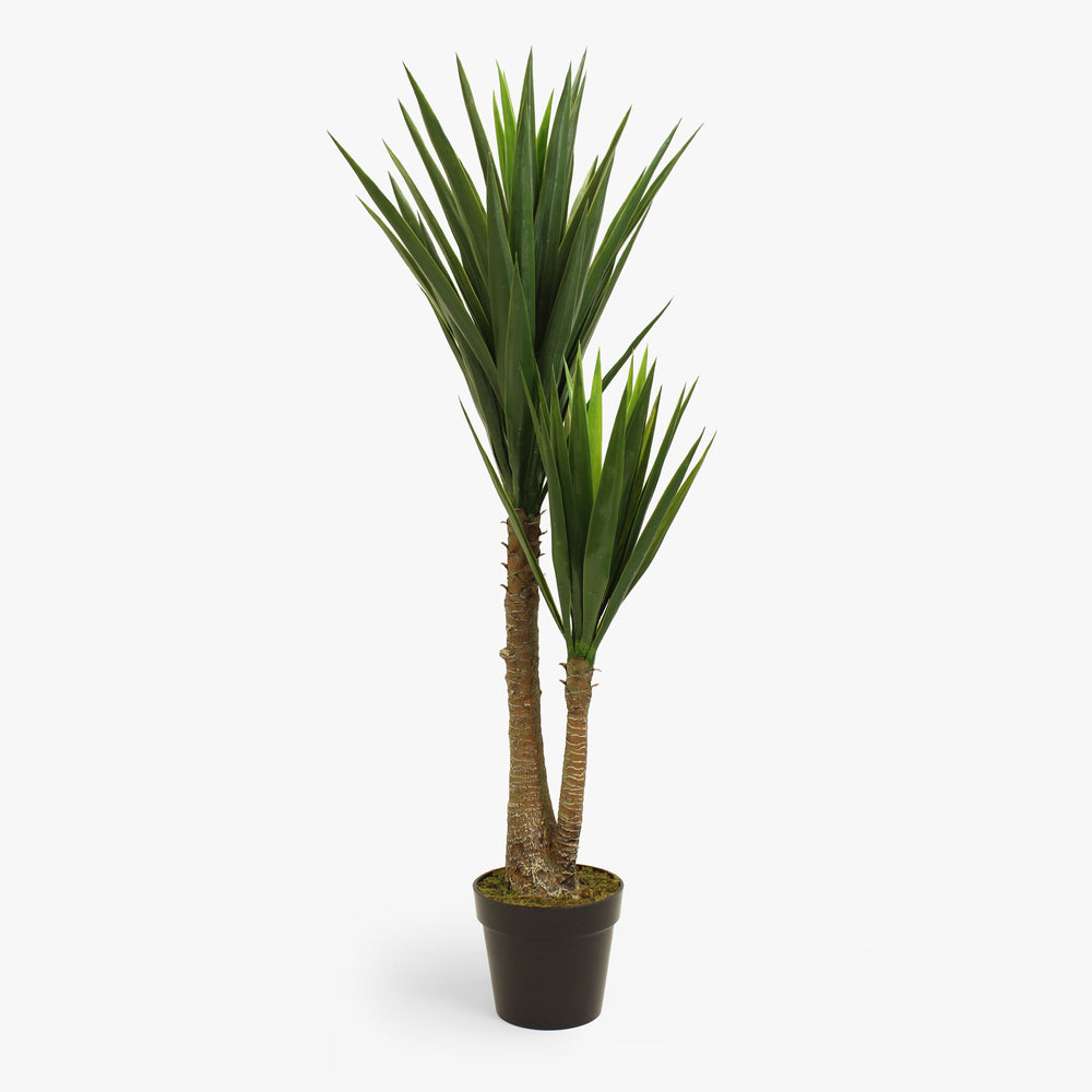 Spineless yucca