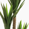 Spineless yucca