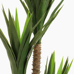 Spineless yucca