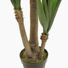 Spineless yucca
