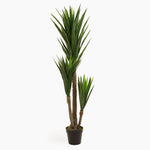 Spineless yucca