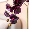 Close-up of purple orchids on a blurred background