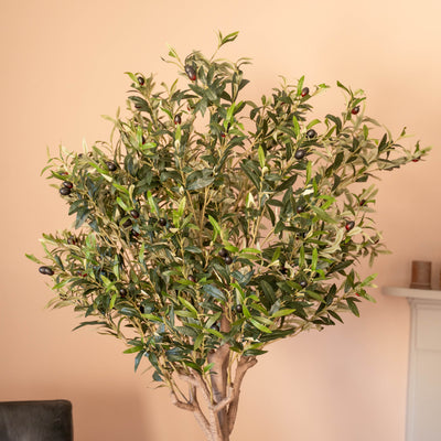 Ligurian olive tree