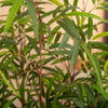 Asian wonder bamboo