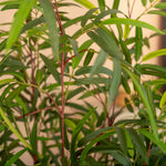Asian wonder bamboo