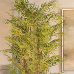 Japanese bamboo