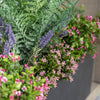 Close-up of a potted plant with green leaves and pink flowers against a neutral background