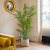 Chamaedorea palm