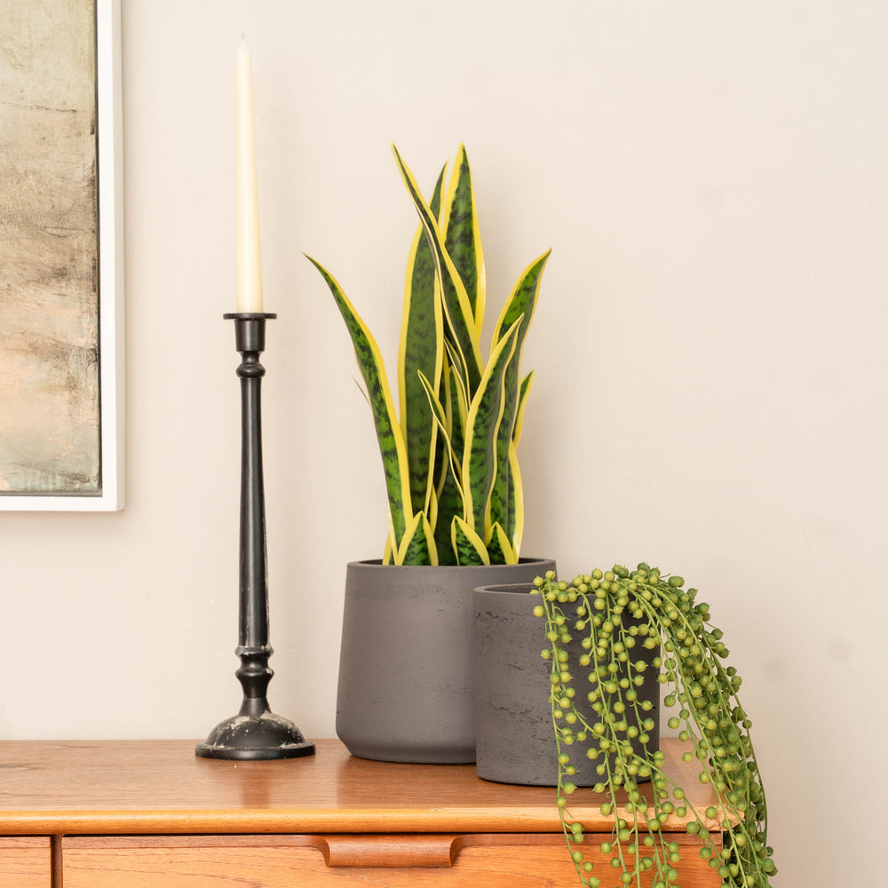 artificial snake plant uk Artificial Sansevieria - Mother-in-Laws Tongue