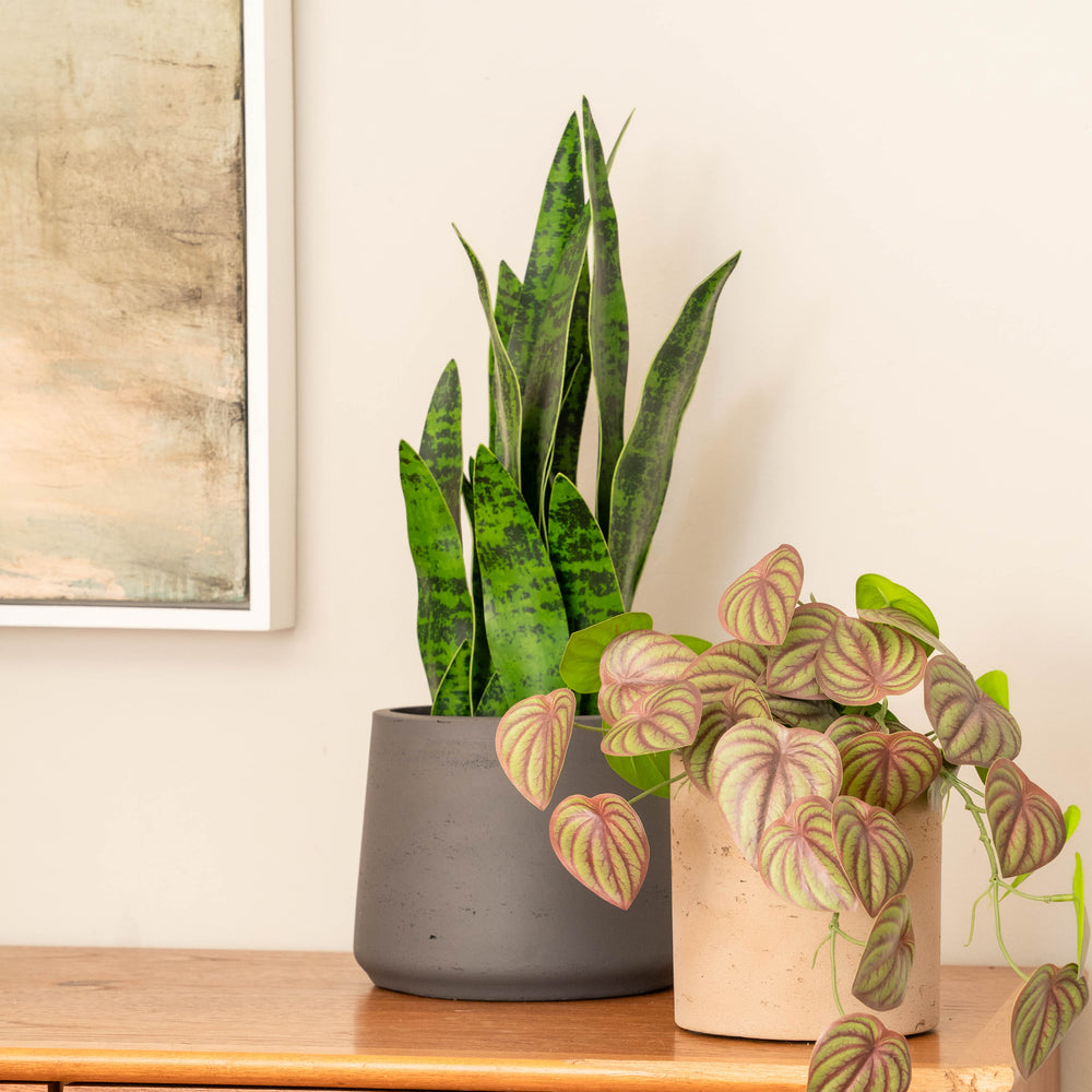 Sansevieria