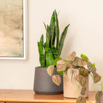 Sansevieria
