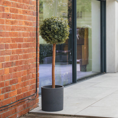 Modern house exterior with large glass windows, brick wall with a potted boxwood ball tree.