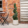 Spiral topiary in a pot against a brick wall