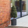 Modern house exterior with glass door, brick wall and a potted boxwood tower tree.
