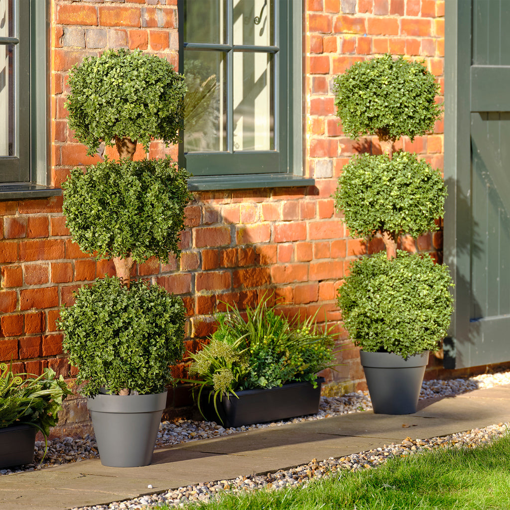 Boxwood triple ball tree