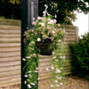 A hanging basket filled with trailing pink and white flowers, suspended from a black metal bracket on a dark post in a garden setting with a wooden fence in the background.