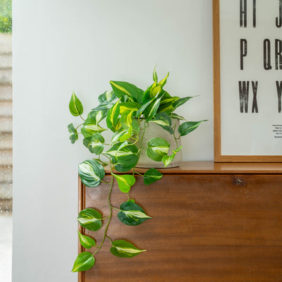 Green potted pathos on a wooden bureau with a white wall and framed alphabet poster in the background.