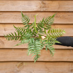 A view looking down at the top of green fern plant held by a person wearing a black sleeve, set against a wooden fence background.