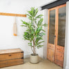 Leafy tree in clay pot in a hallway setting, beside a wooden door and chest.