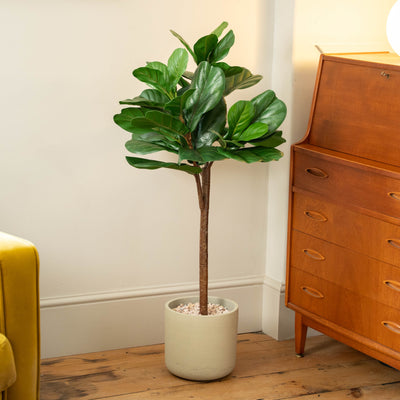 A tall fiddle-leaf fig plant with glossy green leaves in a beige pot topped with pink small stones, placed on a wooden floor in a styled room next to a mid-century wooden cabinet.