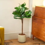 A potted fiddle-leaf fig plant with lush green leaves stands on a wooden floor in beige pot topped with bark next to a wooden cabinet in a warm room.