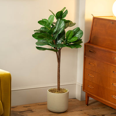 A potted fiddle-leaf fig plant with lush green leaves stands on a wooden floor in beige pot topped with moss next to a wooden cabinet in a warm room.