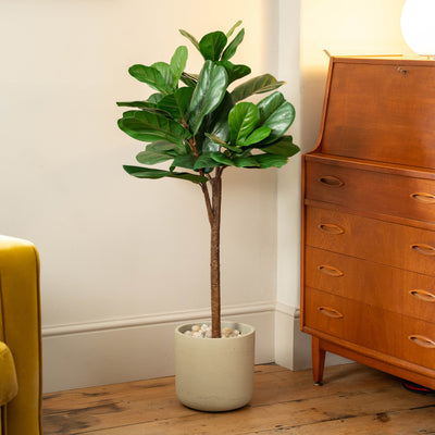 A tall fiddle-leaf fig plant with glossy green leaves in a beige pot topped with cream stones, placed on a wooden floor in a styled room next to a mid-century wooden cabinet.